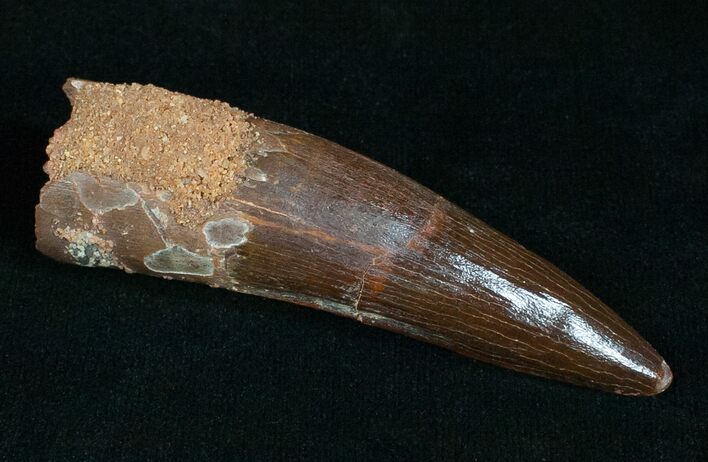 Inch Spinosaurus Tooth - Awesome Enamel #4842
